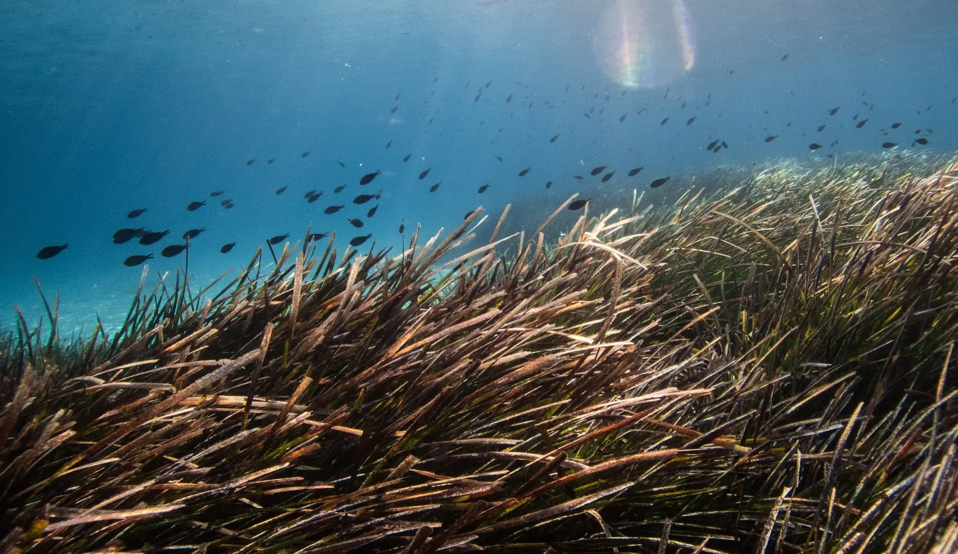 Vivero de Posidonia